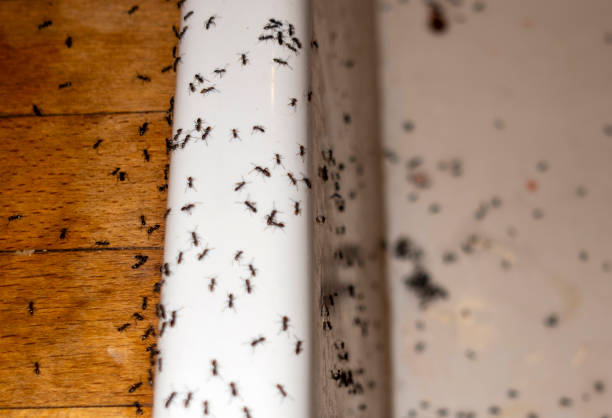 Best Best Pest Control Companies  in Friend, NE